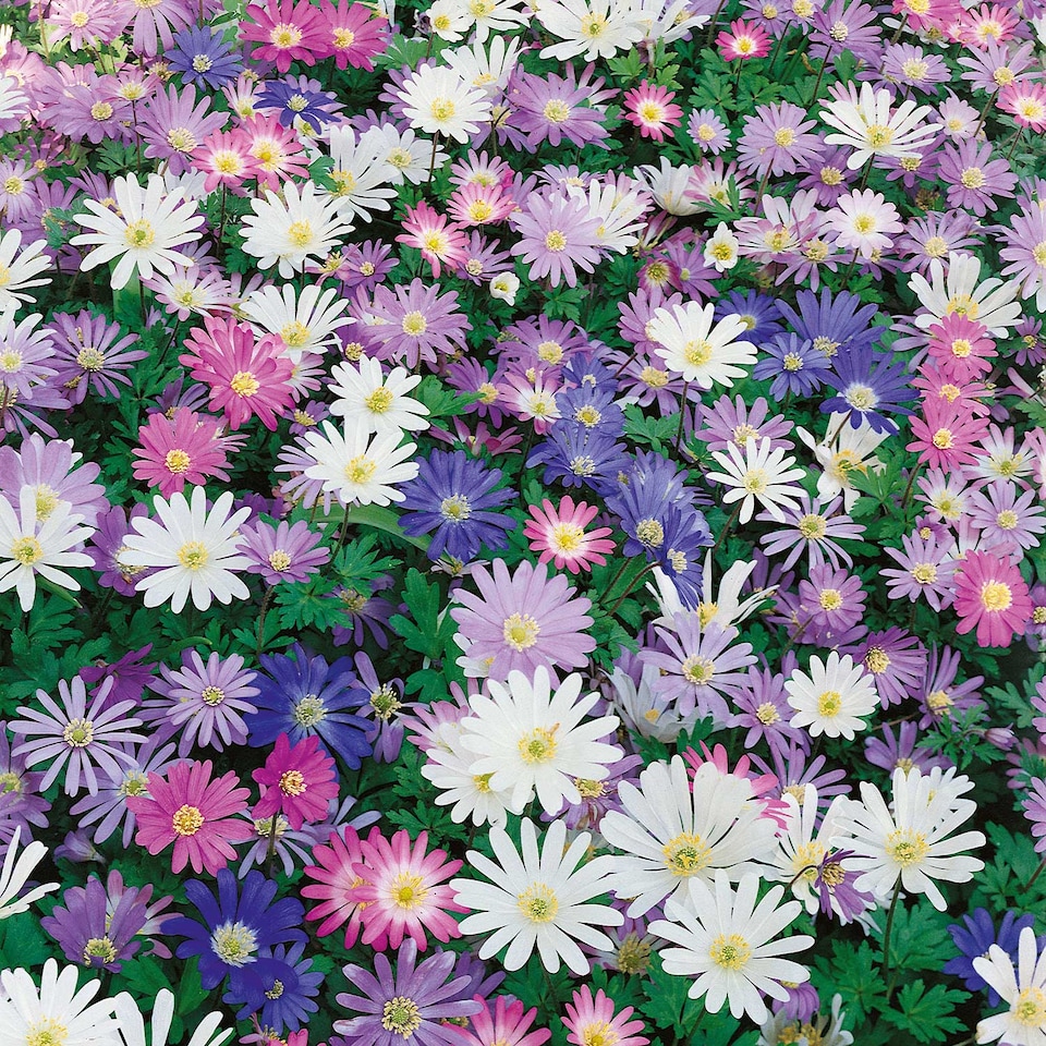 image 1 of Marshalls Garden Anemone Corms 'Blanda Mixed' 50 Corm Pack