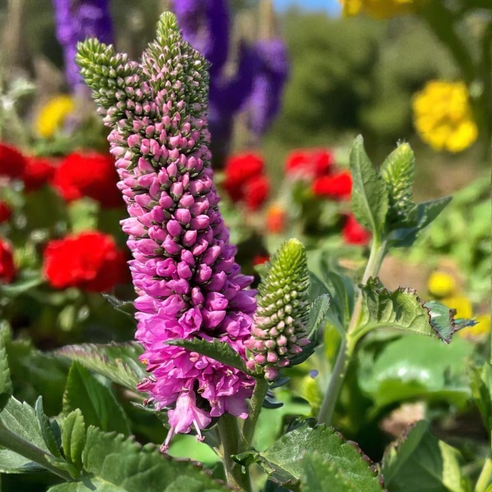 Carbeth Plants Veronica Spicata Ronica Fuschia 2 x 9cm Pot - Hardy