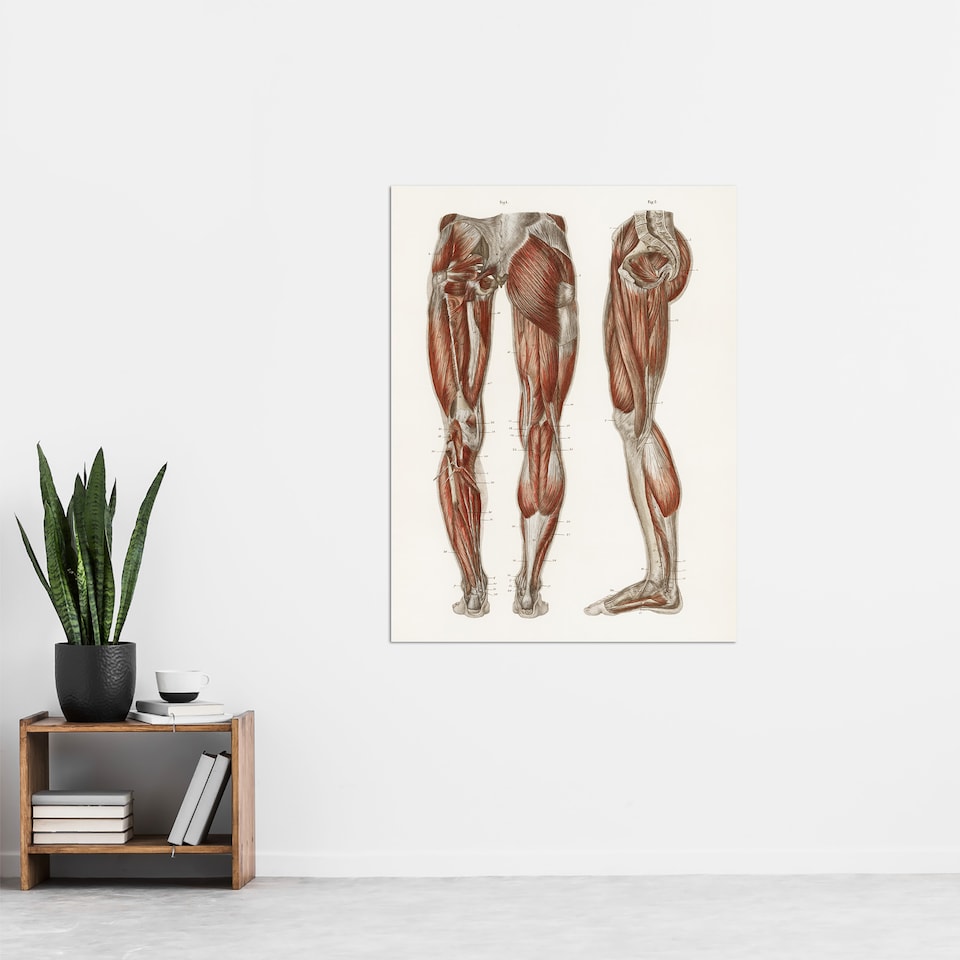 image 1 of Leg and Feet Muscle Anatomy Bock Vintage Huge Wall Art Poster Print 24X32"