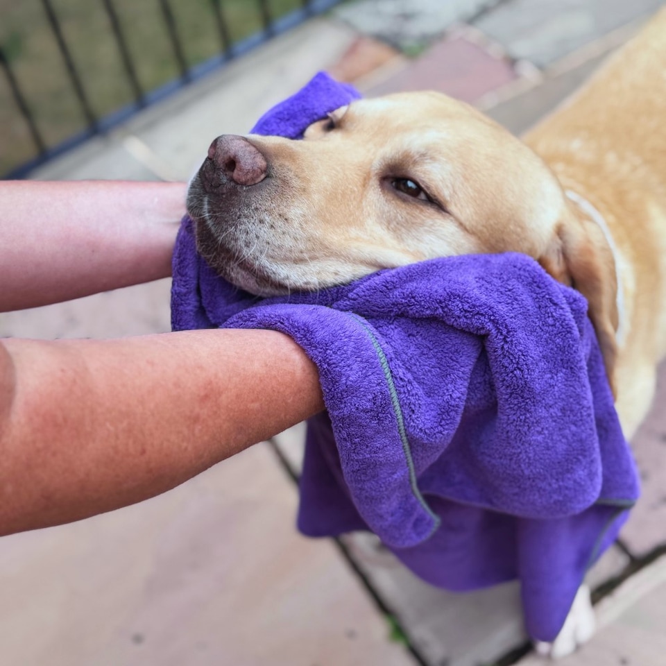 image 1 of Henry Wag Large Purple Pet Cleaning Towel