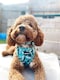 image 4 of Walkies In The Wild - Harness - Extra Small