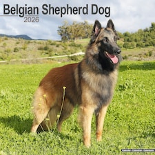 Belgian Shepherd Dog 2026 Calendar | Square Wall Calendar | Dog Breed Gift | Plastic Free Packaging | by Avonside Publishing