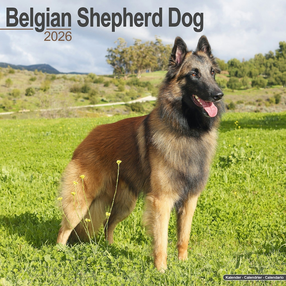 image 1 of Belgian Shepherd Dog 2026 Calendar | Square Wall Calendar | Dog Breed Gift | Plastic Free Packaging | by Avonside Publishing