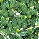image 4 of Primrose Laurel Leaf Artificial Garden Patio Outdoor Hedge Panels 50cm x 50cm