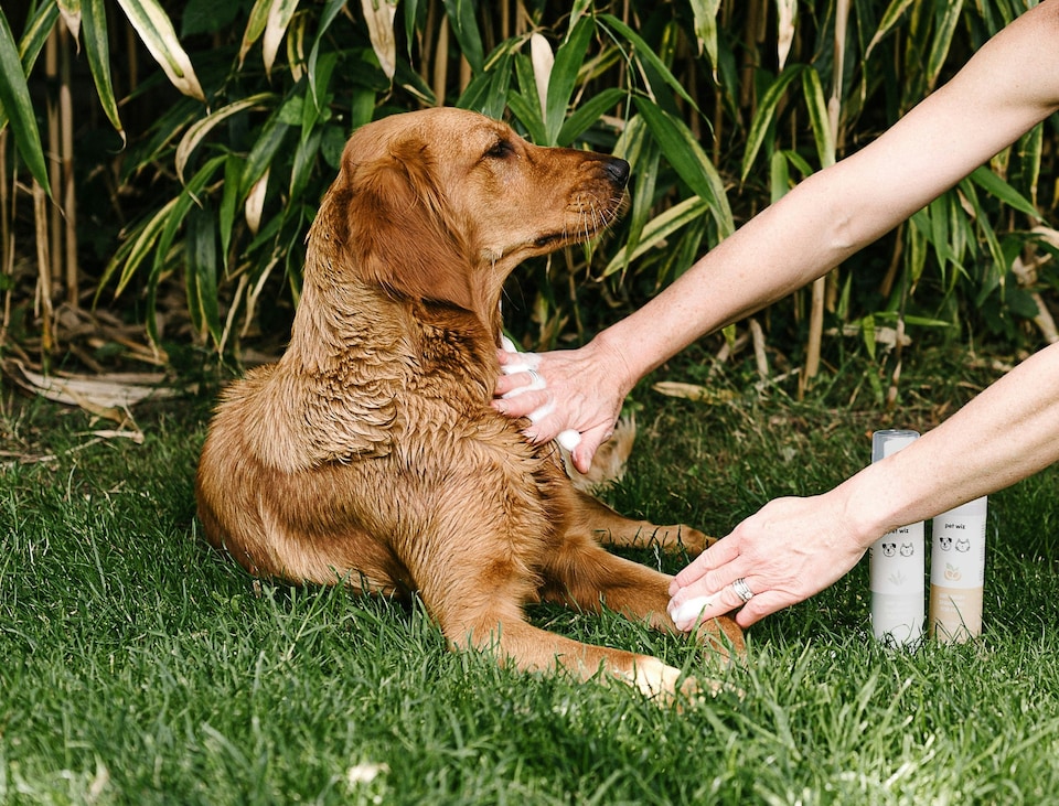 image 1 of Dry Wash Shampoo for Pets – Soothing & Deodorising - Aloe & Oat