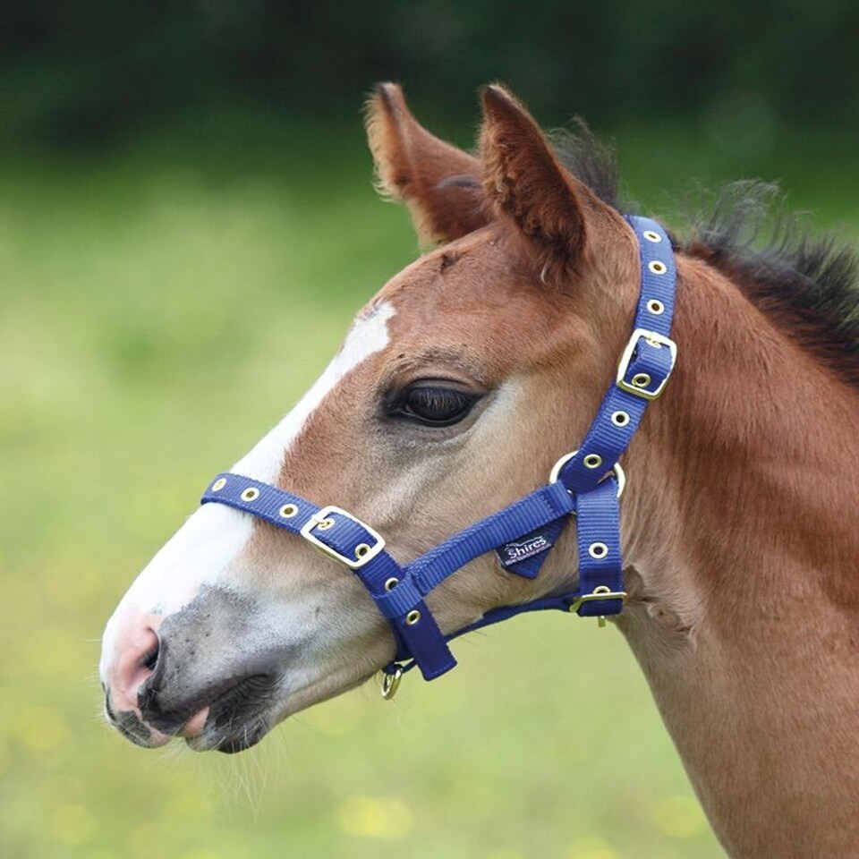 image 1 of Shires Foal Headcollar Blue | Size: Foal
Colour: Royal Blue