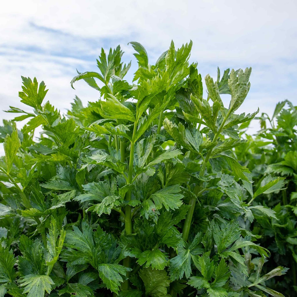 image 1 of Marshalls Garden Celery Seeds Loretta F1 200 seeds