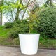 image 2 of Primrose Large White Classic Stone Composite Garden Outdoor Planter 83cm