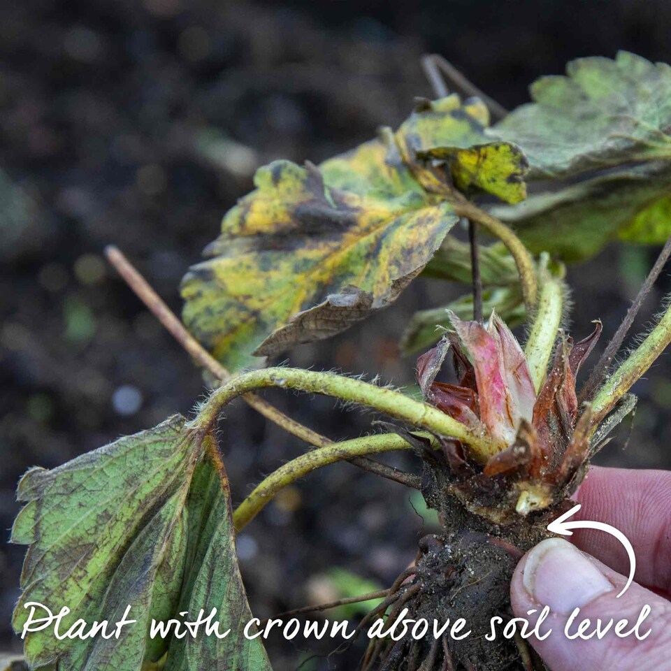 image 1 of Marshalls Garden Strawberry 'Sweetest Tasting' Collection - 3 Varieties 30 bare root