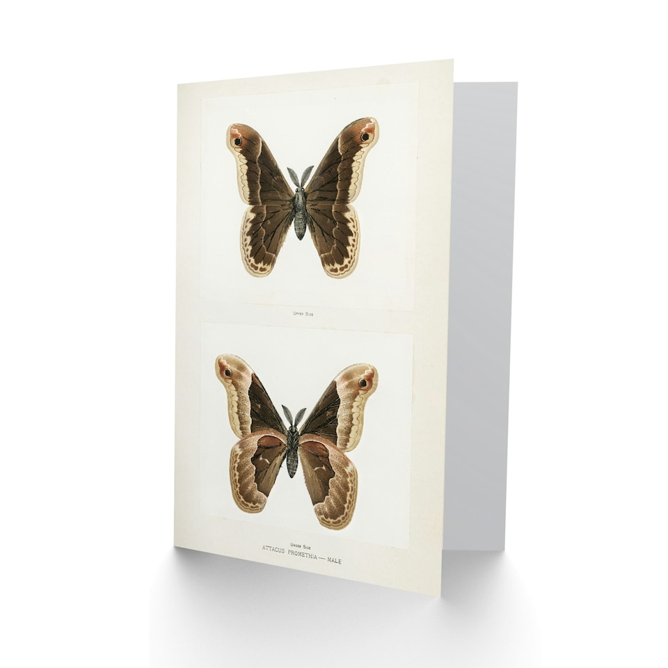 image 1 of Sherman Denton Art Card Promethea Silk Moth Male