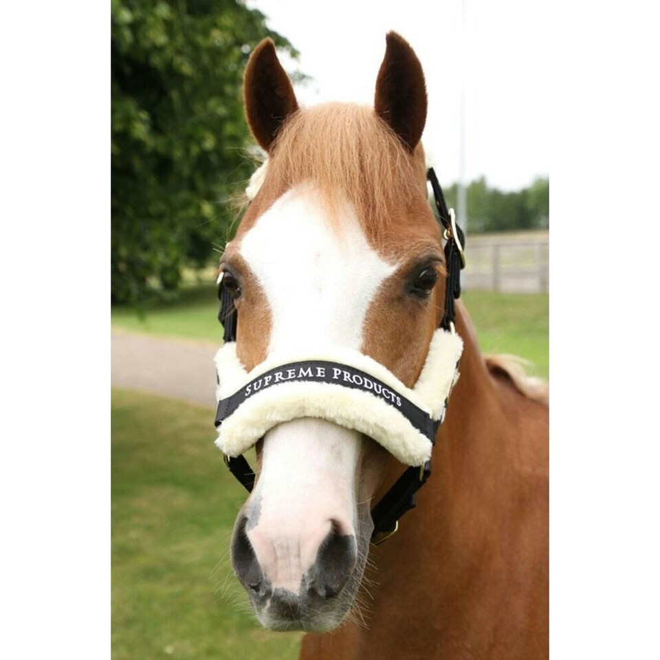 image 1 of Supreme Products Royal Occasion Horse Headcollar - Black - Pony