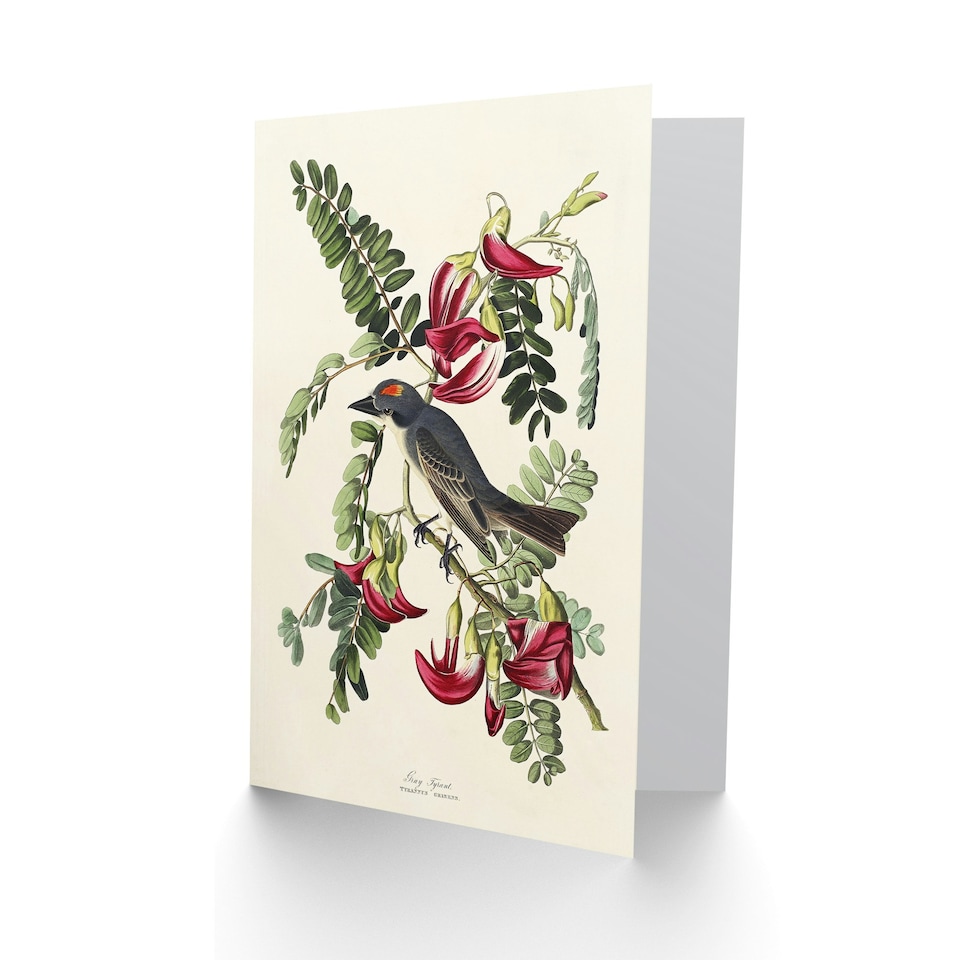 image 1 of John James Audubon Art Card Birds of America Piping Flycatcher