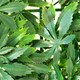 image 5 of Primrose Green Acer Artificial Patio Outdoor Hedge 8 Panels 50cm x 50cm