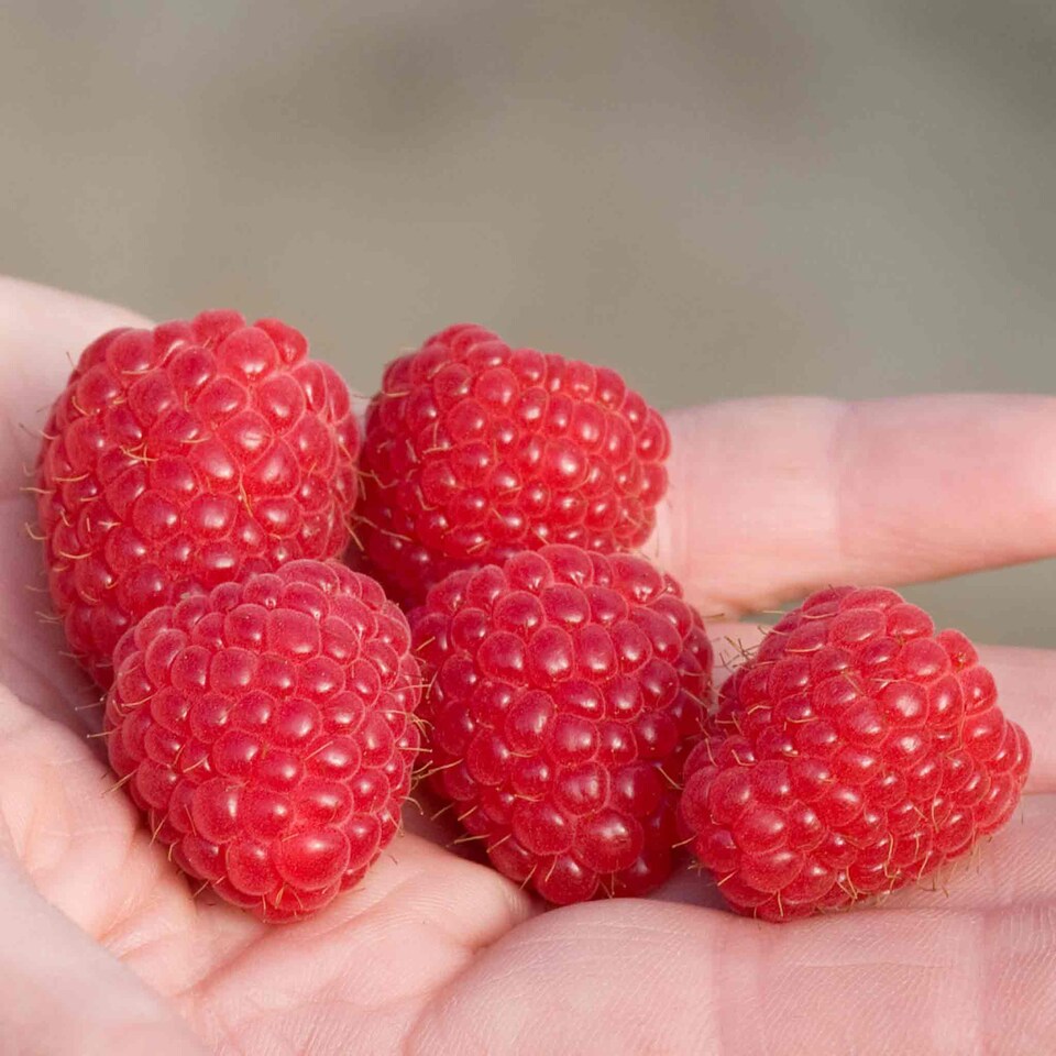 image 1 of Marshalls Garden Raspberry 'Imara' - Primocane Early Autumn-Fruiting, High-Yield Bright Red Berries 10bare root