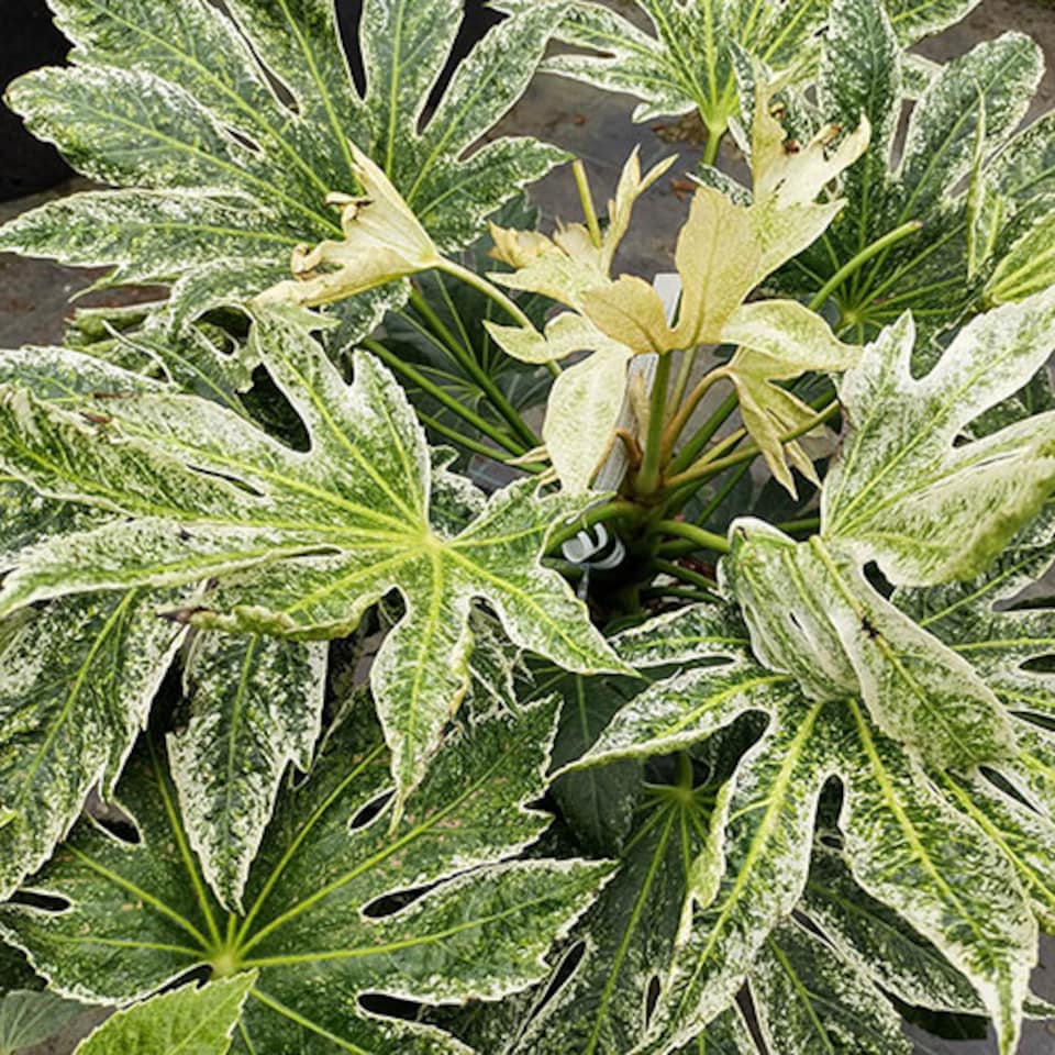 image 1 of 1 x Fatsia japonica 'Spider's Web' in a 3L Pot Grown Your Own in Gardens Perfect for Pots & Containers