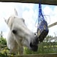 image 2 of Equilibrium Munch Hay Net - Blue