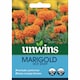 image 2 of Marshalls Garden Marigold Seeds 'Hot Stuff' Deep Orange, 75cm 50 seeds