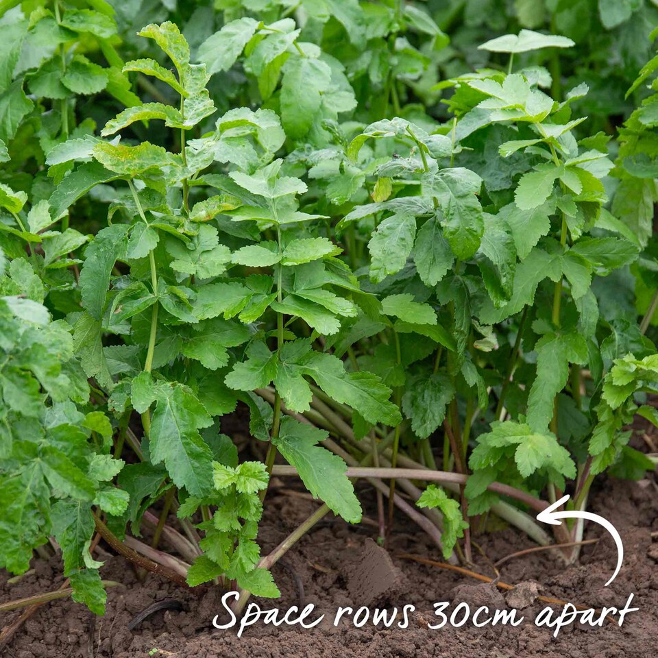 image 1 of Marshalls Garden Parsnip Seeds Gladiator F1 600 seeds