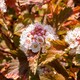 image 7 of Marshalls Garden Physocarpus 'Magic Ball' - 3 x 9cm Potted Shrubs