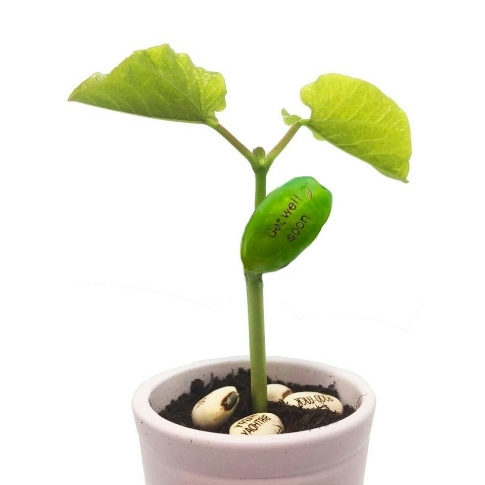 image 1 of Lucy and Lolly Magic Bean Greetings Card Ouch! Cactus Get Well