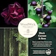 image 2 of WoodWick - Large Renew Candle - Black Currant & Rose