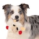 image 4 of Lambchop Ultra Plush Dog Toy with Squeaker Small | White | Size?: Small