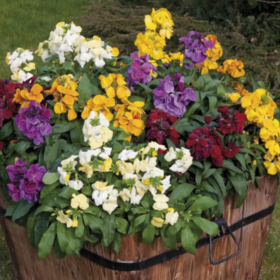 image 1 of Wallflower 'Sugar Rush' Garden Ready Plants x30