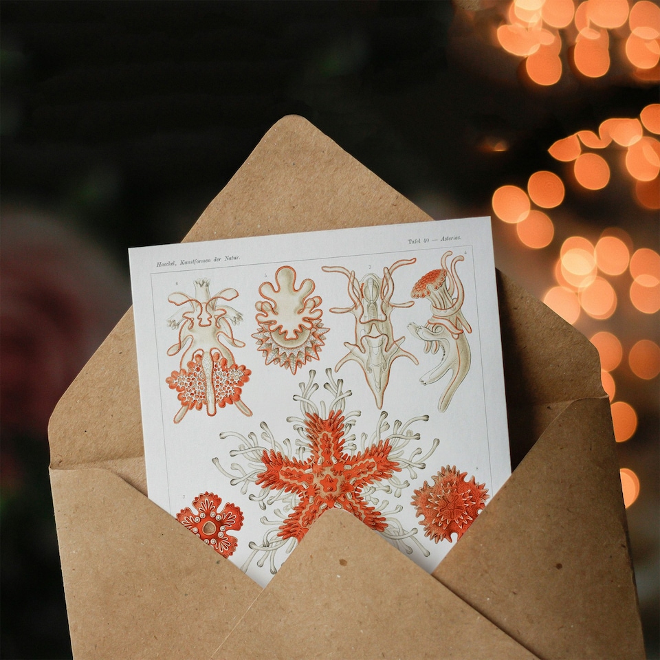 image 1 of Ernst Haeckel Art Card Asteridea Starfish Species