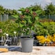 image 5 of Marshalls Garden Tree Spinach Plant 1 x 1 litre