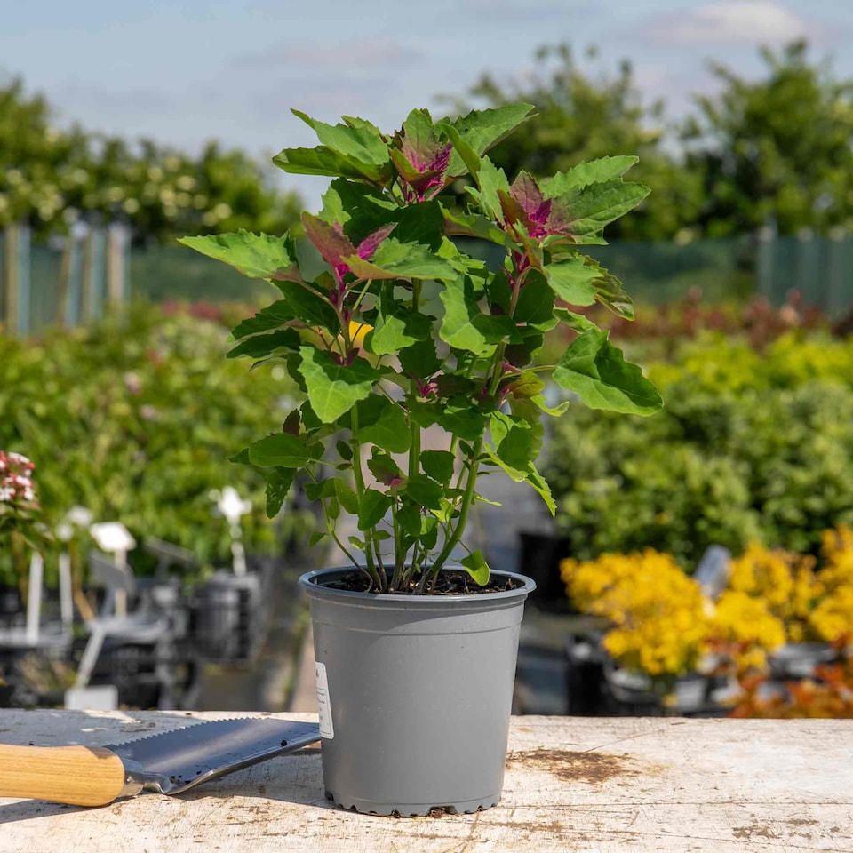 image 1 of Marshalls Garden Tree Spinach Plant 1 x 1 litre