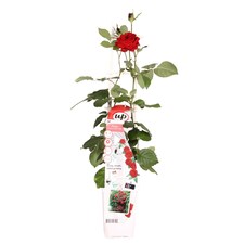 Rosa Crazy in Love Red 15cm Potted Plant x 3