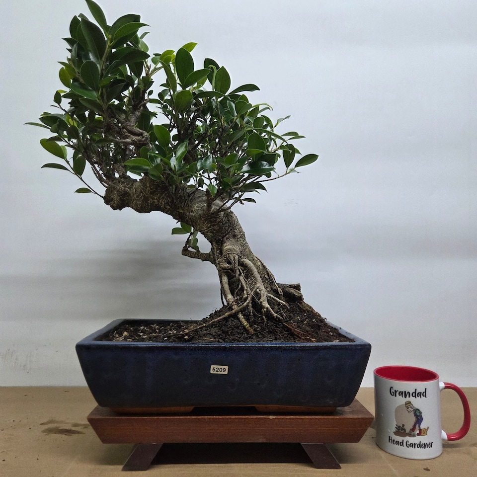 image 1 of Yorkshire Bonsai Ficus Microcarpa (Banyan Fig) Large Indoor Bonsai Tree Shaped In 35cm Pot