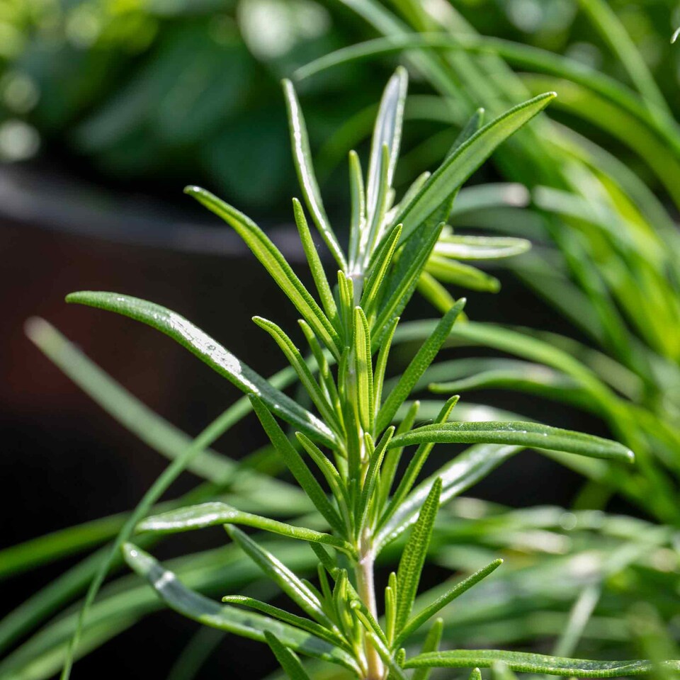 Marshalls Garden Rosemary (Officinalis Upright) - Upright Herb