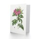 image 2 of Pierre-Joseph Redouté Art Card Vintage Carolina Rose Illustration