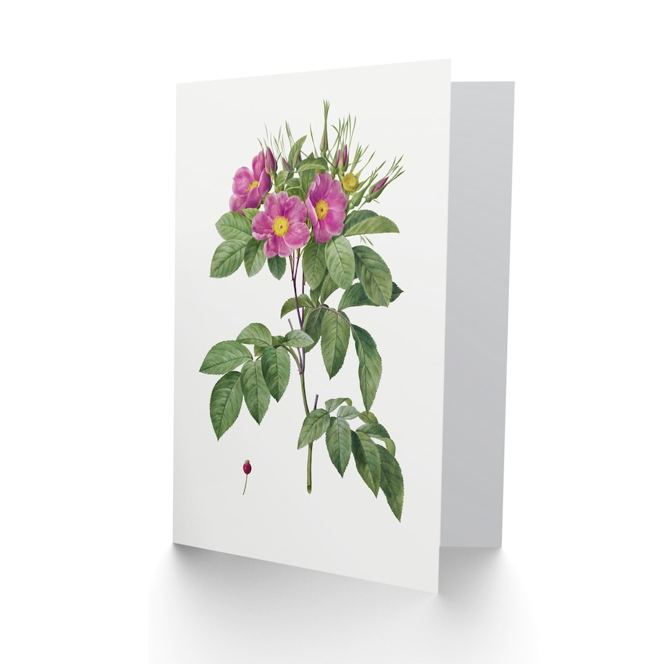 image 1 of Pierre-Joseph Redouté Art Card Vintage Carolina Rose Illustration