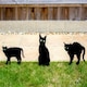 image 1 of Set of 3 Cat Scarers Cat Silhouettes with Lifelike Eyes