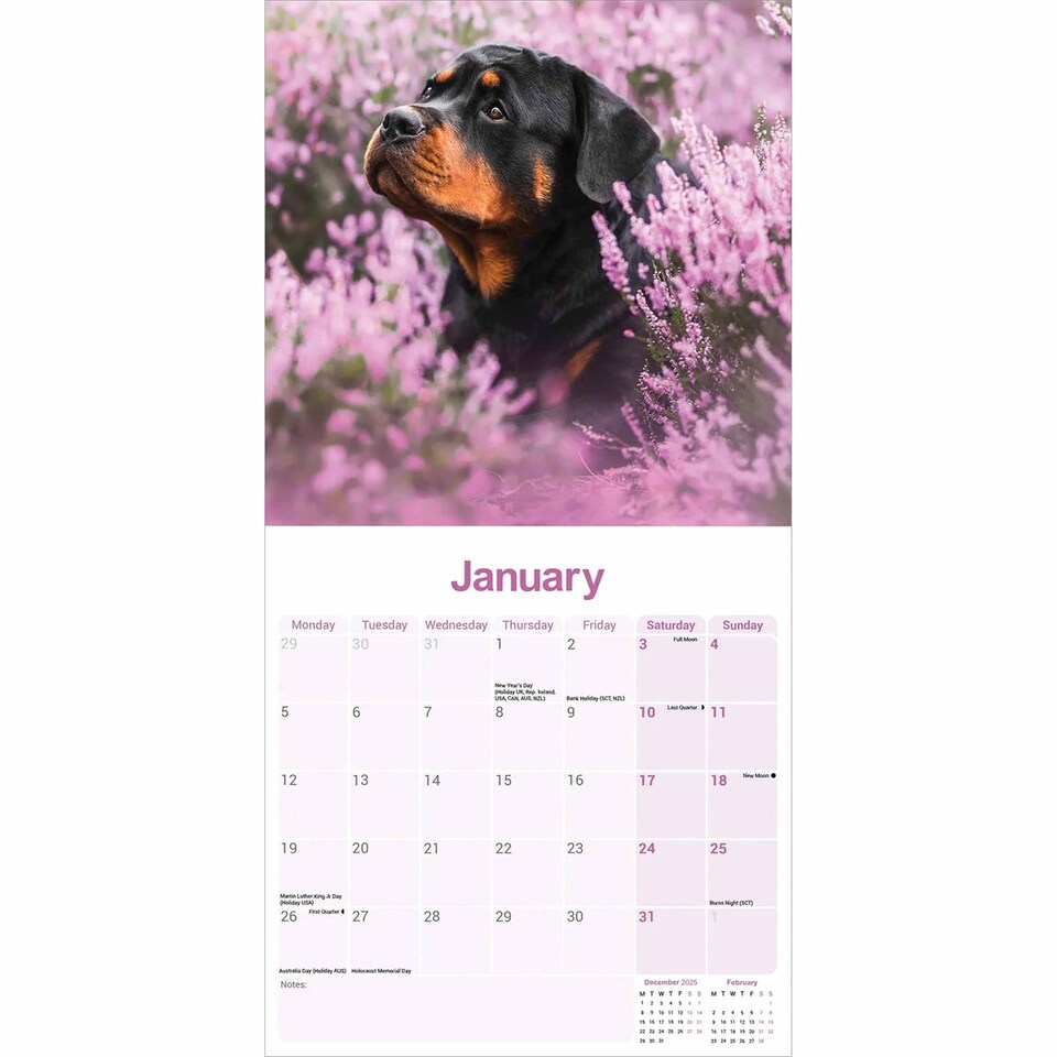 image 1 of Rottweiler 2026 Calendar | Square Wall Calendar | Dog Breed Gift | Plastic Free Packaging | by Avonside Publishing