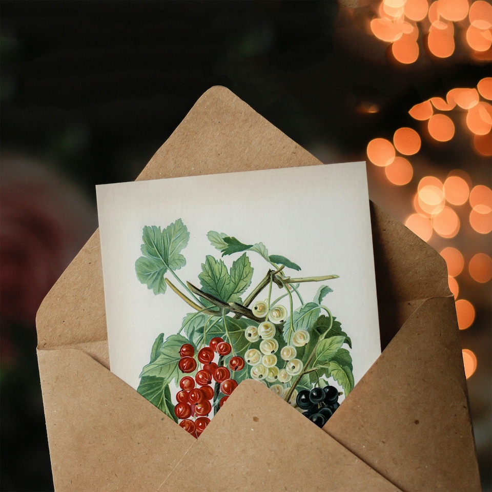 image 1 of John Wright Art Card Black Naples Victoria White Dutch Currants