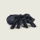 image 6 of Warmies Plush Spider LARGE