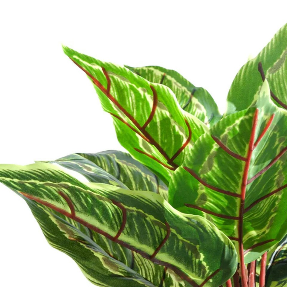 image 1 of 38cm Potted Artificial Calathea Veitchiane