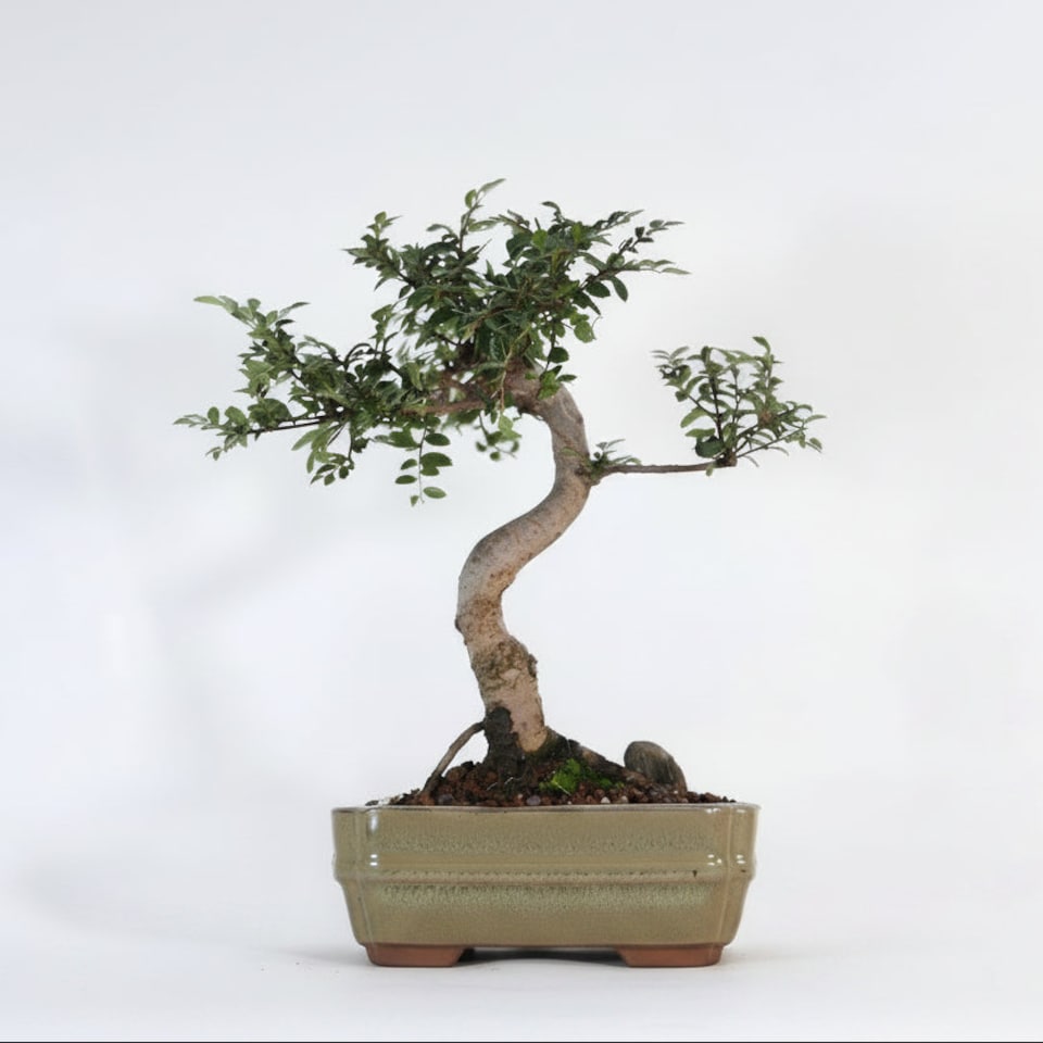 image 1 of Yorkshire Bonsai Chinese Elm (Ulmus Parvifolia) Bonsai Tree Shaped In 16cm Pot Great Gift