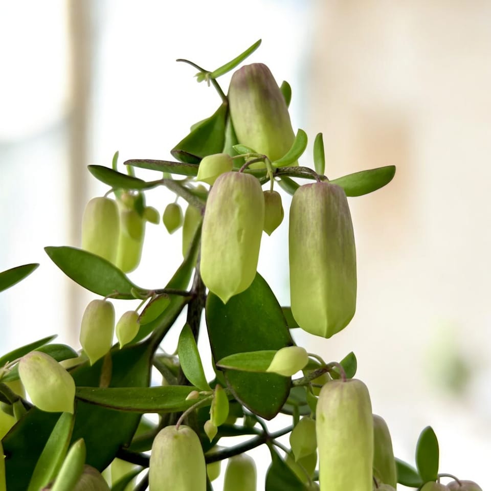 image 1 of 1 x Kalanchoe Pinnata Magic Bells in 14cm Pot - Easy Care Indoor Houseplant