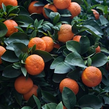 Citrus (Bitter Orange) 5 Litre Potted Plant x 1