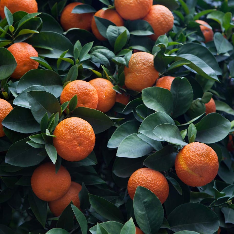 image 1 of Citrus (Bitter Orange) 5 Litre Potted Plant x 1