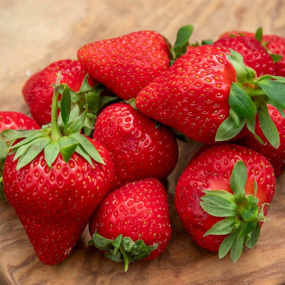 image 1 of Marshalls Garden Everbearing Strawberry 'Favori' Sweet, Disease-Tolerant, Ideal for Pots 10 bare root