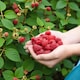 image 2 of Carbeth Plants Raspberry Tulameen Pearl Fruit Plant in 9cm Pot - Easy Grow Fruit Bush for Gardens & Allotments