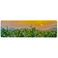 green corn field in agricultural garden and light shines sunset Designer (Runner Rug)