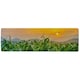 image 1 of green corn field in agricultural garden and light shines sunset Designer (Runner Rug)