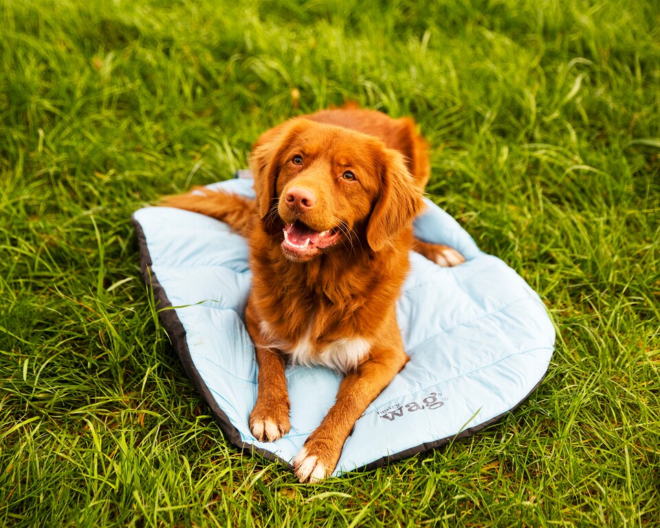 image 1 of Henry Wag Alpine Travel Snuggle Pet Bed