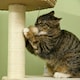 image 7 of PawHut Cat Tree Tower with Cattail Bed, Sisal Post, 119cm, Natural Tone